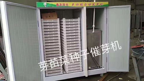 油菜种子报价 厂家